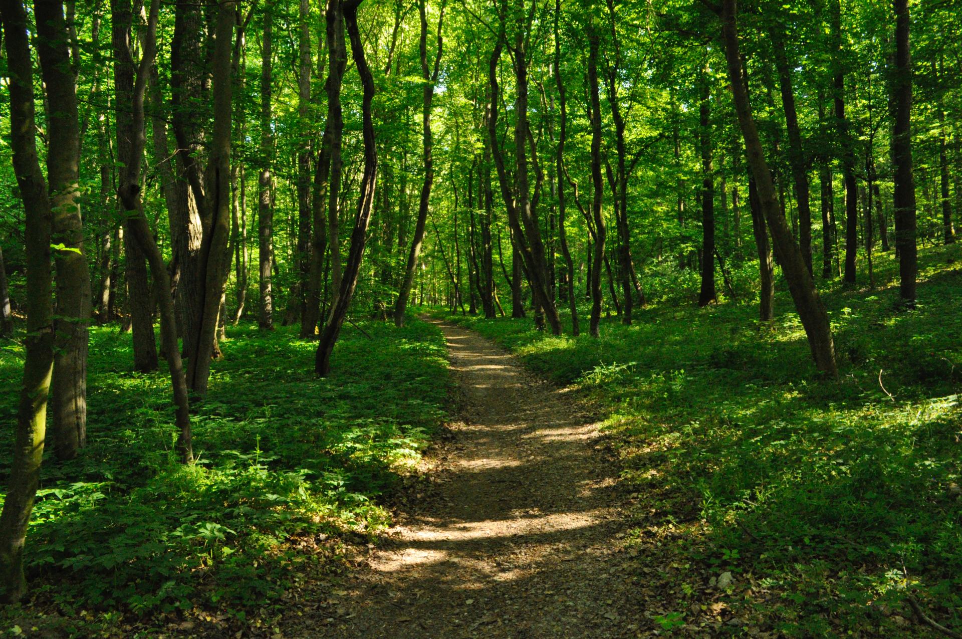 dirt trail through the green woods